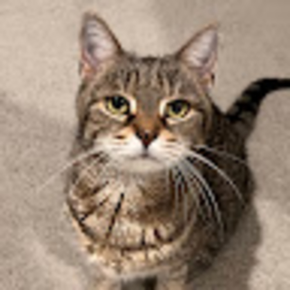 Meet your Posher, Janet